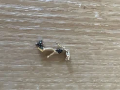 Anhänger-Thomas Sabo Best