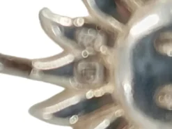 Charms>Thomas Sabo Charm silberfarben